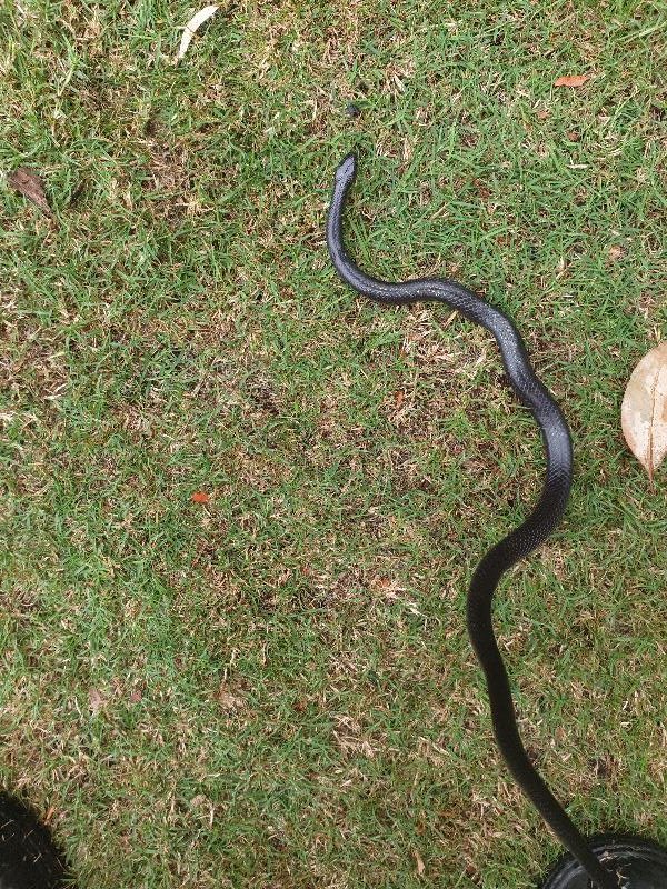 Eastern_Small-Eyed_Snake__Cryptophis_nigrescens__025.jpg