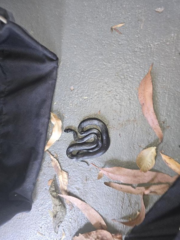 Eastern_Small-Eyed_Snake__Cryptophis_nigrescens__027.jpg