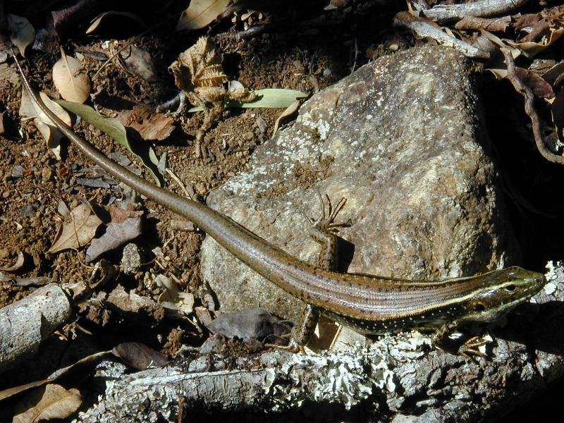 Eastern_Water-Skink__Eulamprus_quoyii__001.jpg