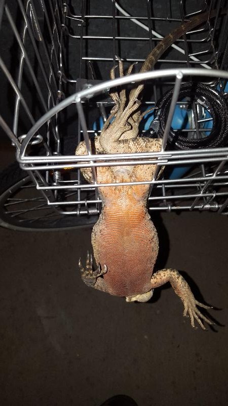 Eastern_Water_Dragon__Physignathus_lesueurii__029.jpg