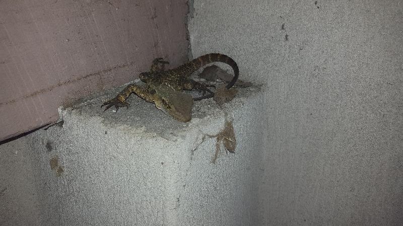 Eastern_Water_Dragon__Physignathus_lesueurii__031.jpg