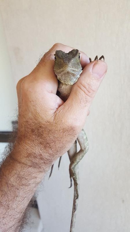 Eastern_Water_Dragon__Physignathus_lesueurii__032.jpg