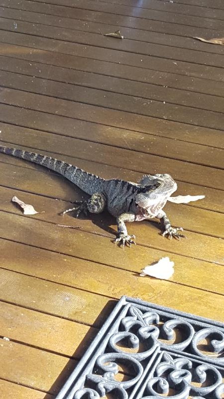Eastern_Water_Dragon__Physignathus_lesueurii__035.jpg