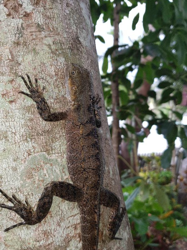 Eastern_Water_Dragon__Physignathus_lesueurii__049.jpg