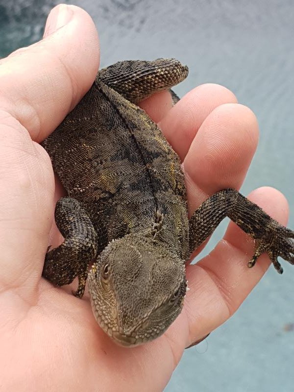 Eastern_Water_Dragon__Physignathus_lesueurii__052.jpg