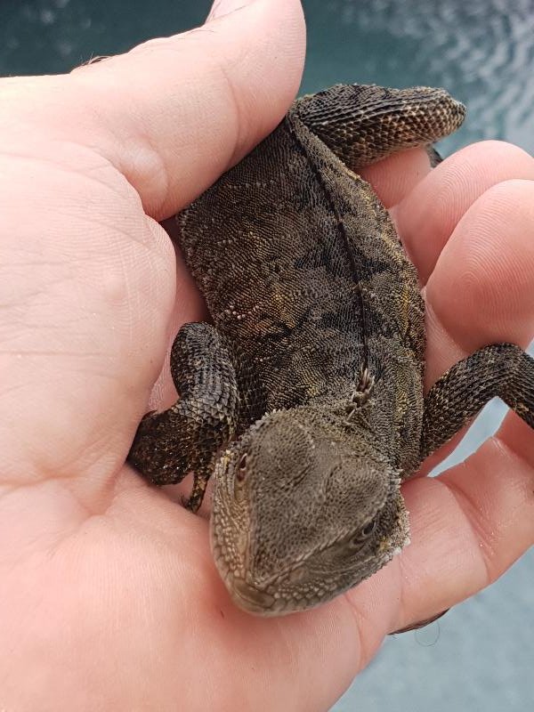 Eastern_Water_Dragon__Physignathus_lesueurii__053.jpg