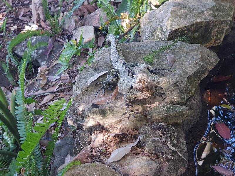 Eastern_Water_Dragon__Physignathus_lesueurii__055.jpg