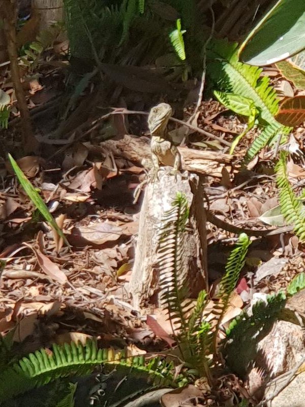 Eastern_Water_Dragon__Physignathus_lesueurii__059.jpg