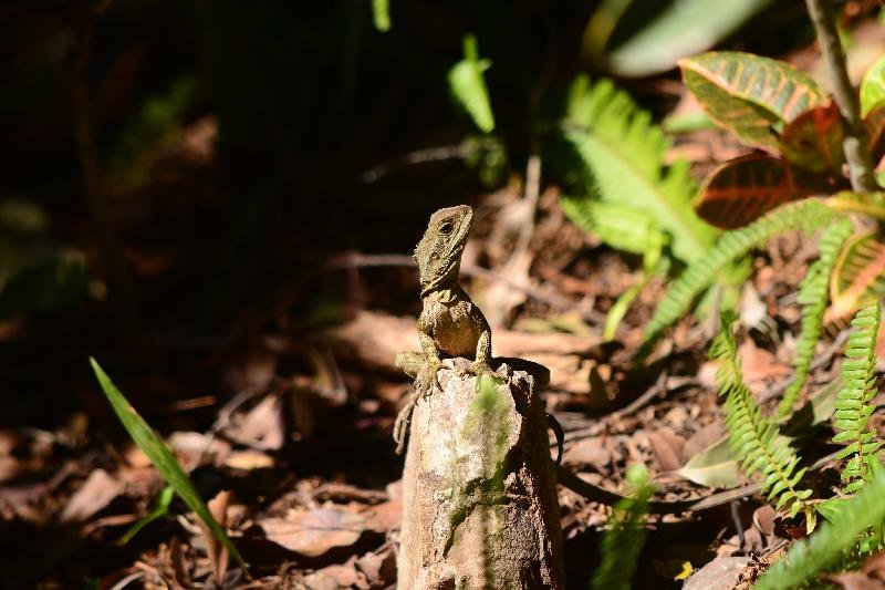 Eastern_Water_Dragon__Physignathus_lesueurii__061.jpg