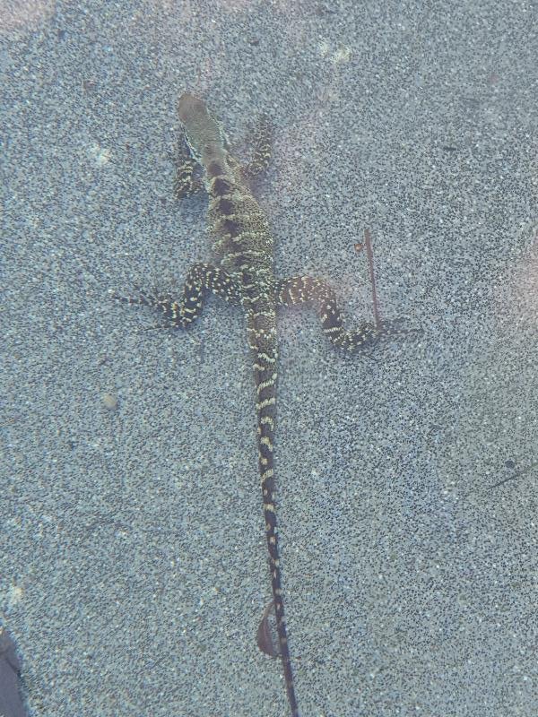 Eastern_Water_Dragon__Physignathus_lesueurii__062.jpg