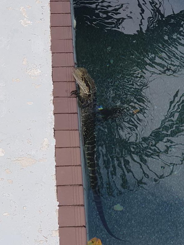 Eastern_Water_Dragon__Physignathus_lesueurii__064.jpg
