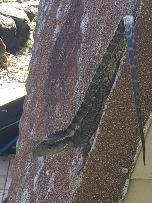 Eastern_Water_Dragon__Physignathus_lesueurii__067.jpg