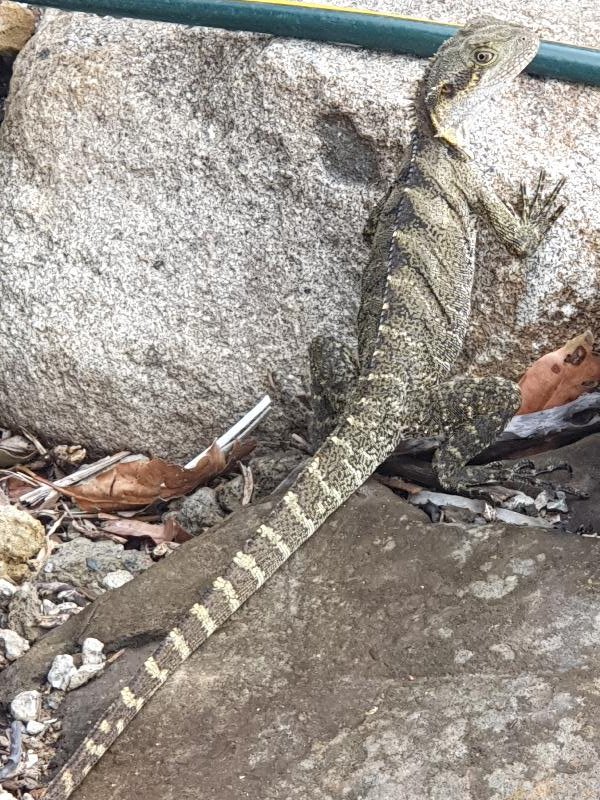 Eastern_Water_Dragon__Physignathus_lesueurii__069.jpg