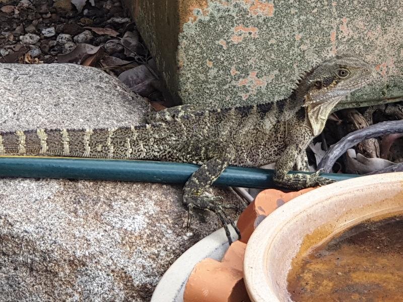 Eastern_Water_Dragon__Physignathus_lesueurii__070.jpg