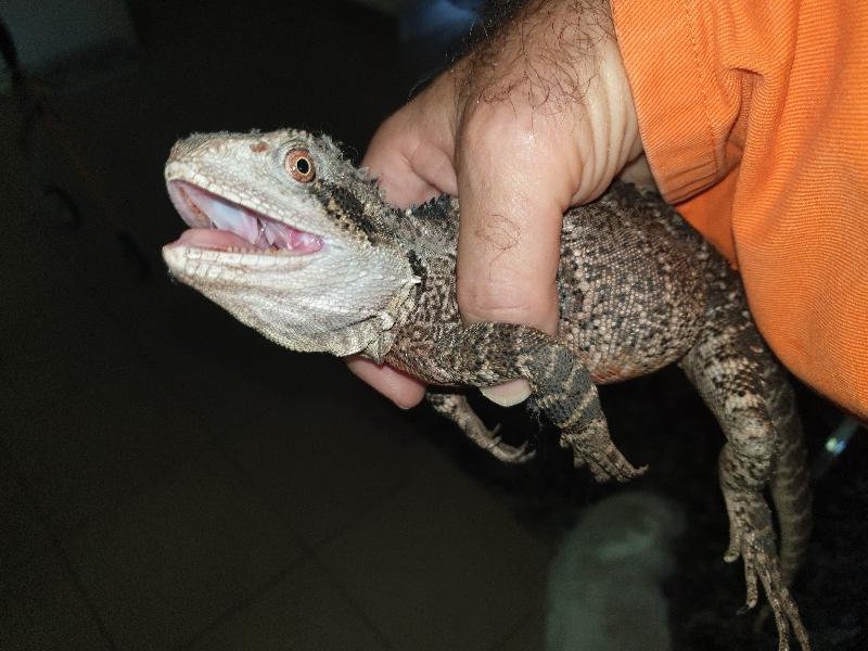 Eastern_Water_Dragon__Physignathus_lesueurii__071.jpg