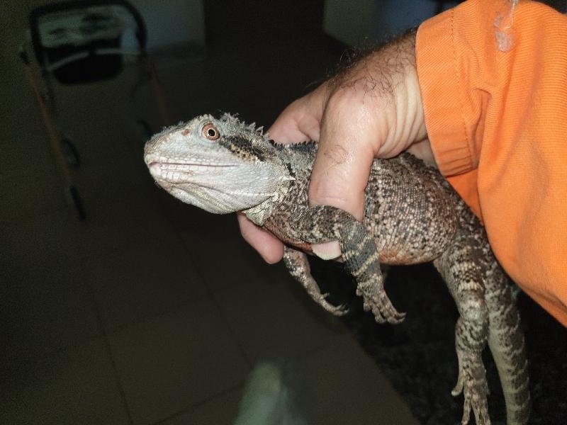 Eastern_Water_Dragon__Physignathus_lesueurii__072.jpg