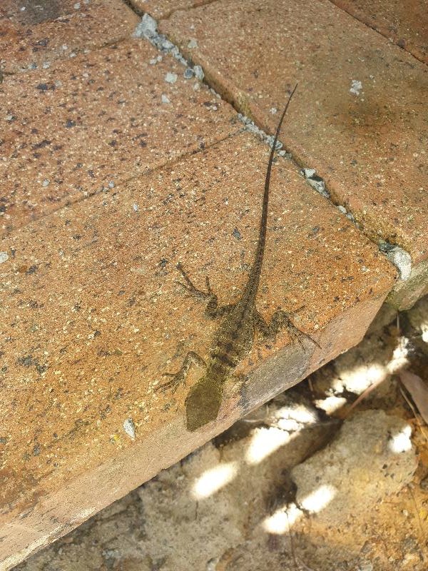 Eastern_Water_Dragon__Physignathus_lesueurii__073.jpg