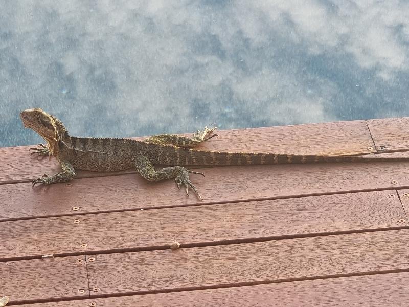 Eastern_Water_Dragon__Physignathus_lesueurii__080.jpg