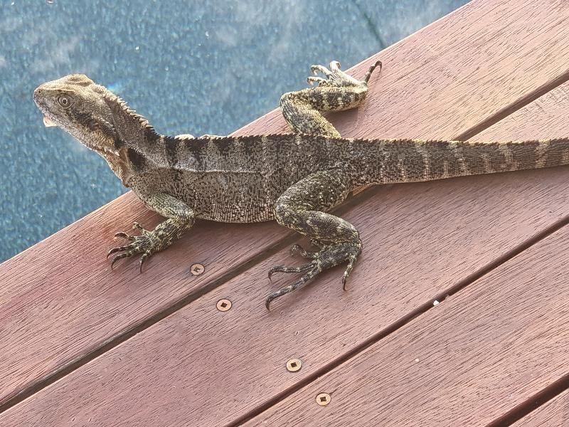 Eastern_Water_Dragon__Physignathus_lesueurii__081.jpg