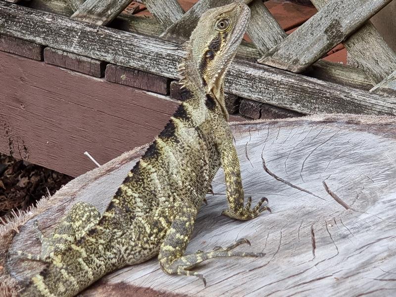 Eastern_Water_Dragon__Physignathus_lesueurii__082.jpg
