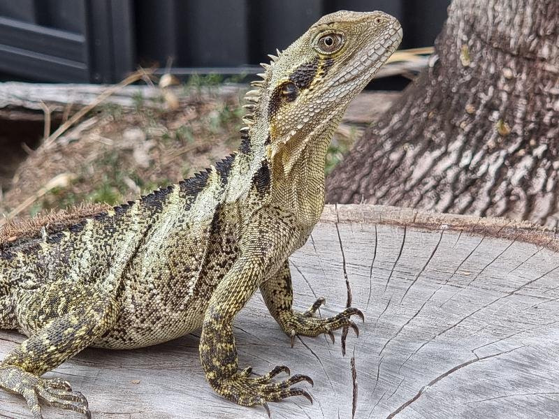 Eastern_Water_Dragon__Physignathus_lesueurii__083.jpg