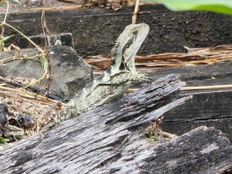 Eastern_Water_Dragon__Physignathus_lesueurii__084.jpg