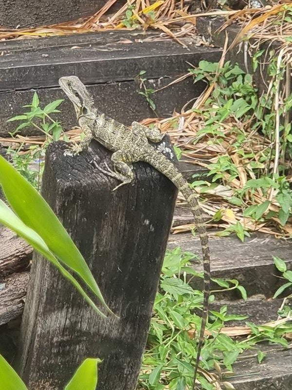 Eastern_Water_Dragon__Physignathus_lesueurii__085.jpg
