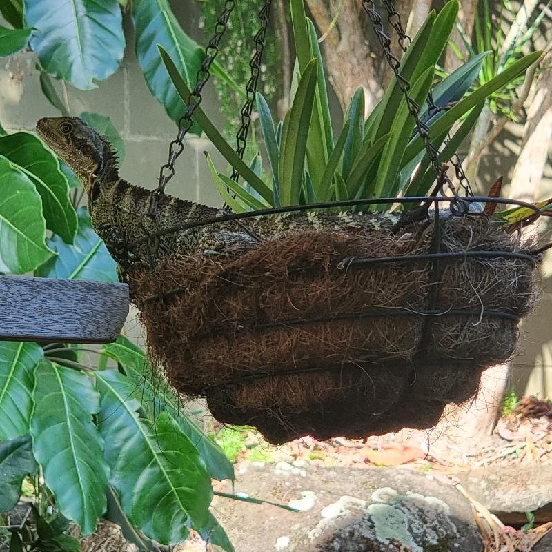 Eastern_Water_Dragon__Physignathus_lesueurii__088.jpg