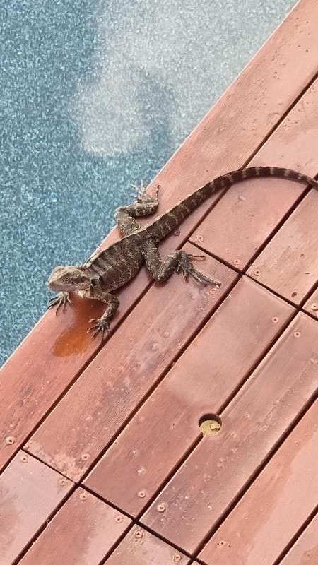 Eastern_Water_Dragon__Physignathus_lesueurii__091.jpg