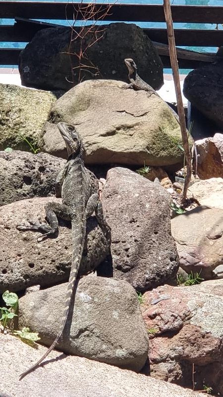Eastern_Water_Dragon__Physignathus_lesueurii__092.jpg