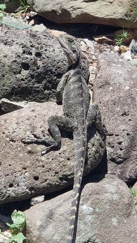Eastern_Water_Dragon__Physignathus_lesueurii__093.jpg
