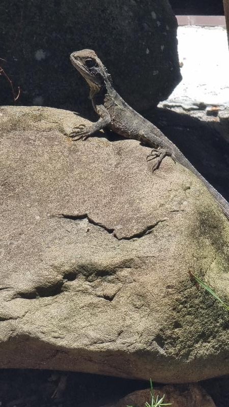 Eastern_Water_Dragon__Physignathus_lesueurii__094.jpg