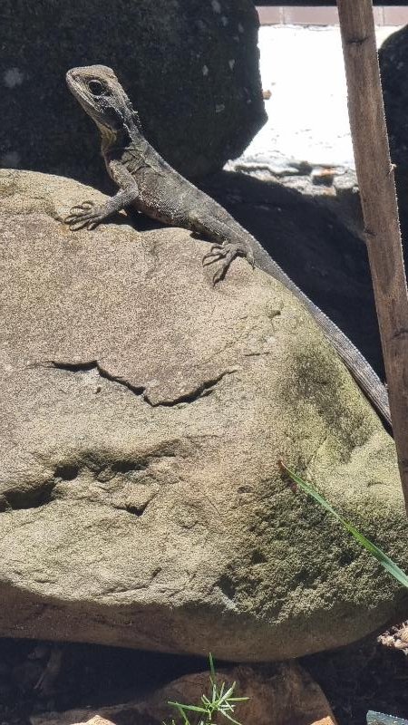 Eastern_Water_Dragon__Physignathus_lesueurii__095.jpg