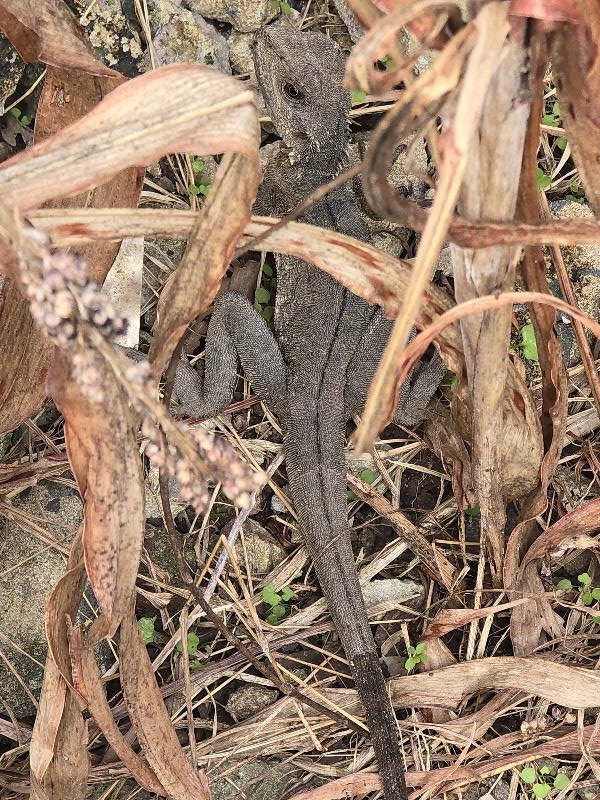 Eastern_Water_Dragon__Physignathus_lesueurii__097.jpg
