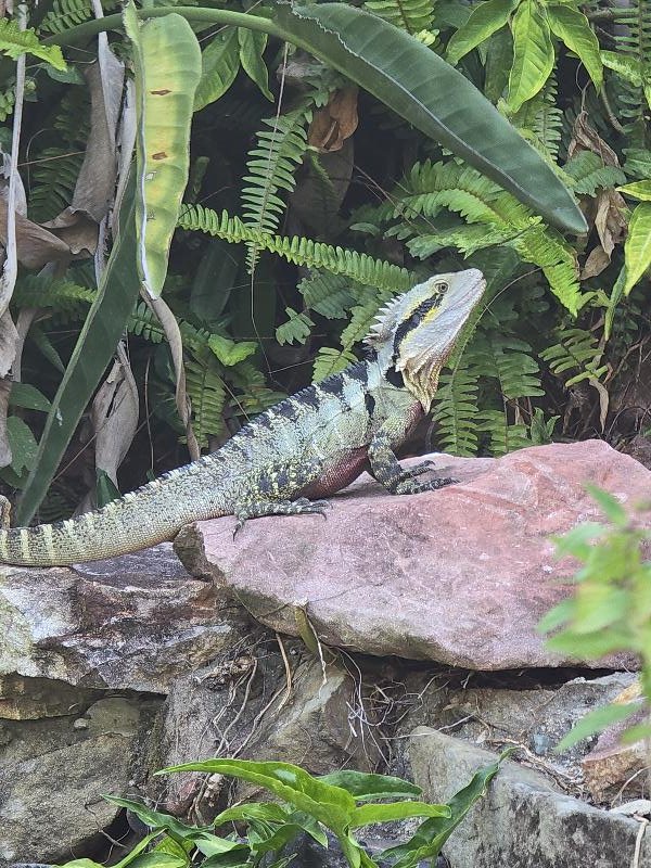 Eastern_Water_Dragon__Physignathus_lesueurii__102.jpg