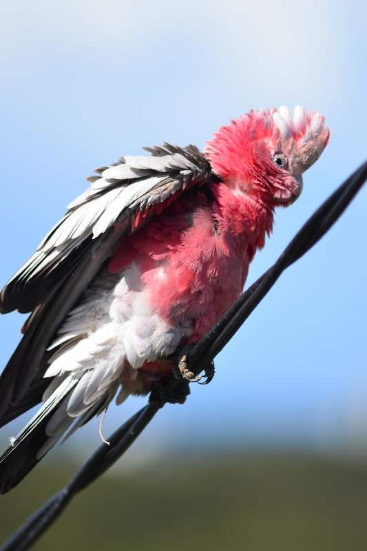 Galah__Eolophus_roseicapillus__016.jpg