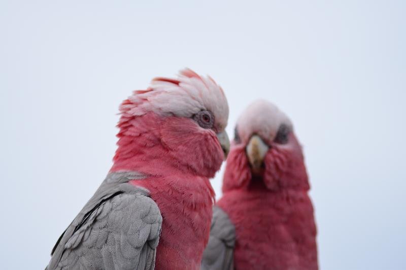 Galah__Eolophus_roseicapillus__031.jpg