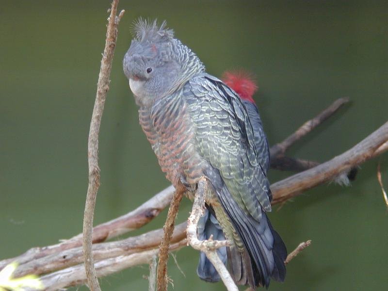 Gang-gang_Cockatoo__Callocephalon_fimbriatum__001.jpg