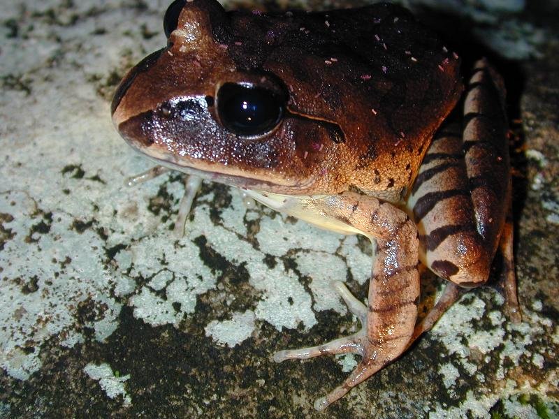 Great_Barred_Frog__Mixophyes_fasciolatus__007.jpg