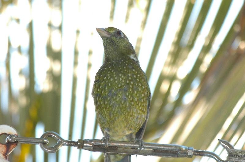 Green_Catbird__Ailuroedus_crassirostris__001.jpg