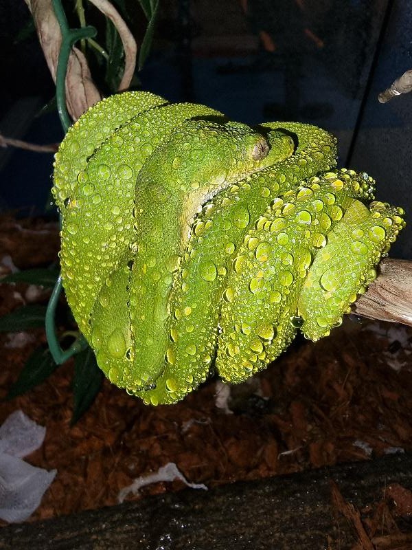 Green_Python__Morelia_viridis__005.jpg