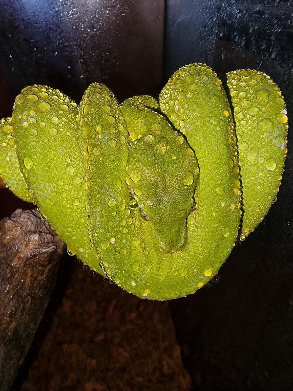 Green_Python__Morelia_viridis__006.jpg