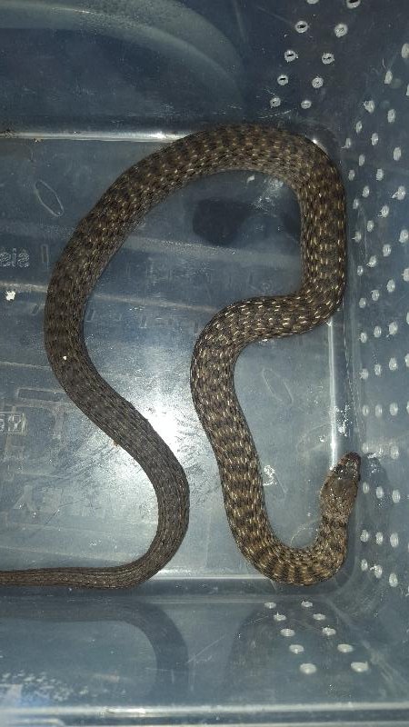Keelback__Tropidonophis_mairii__032.jpg