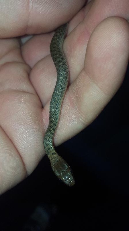 Keelback__Tropidonophis_mairii__035.jpg