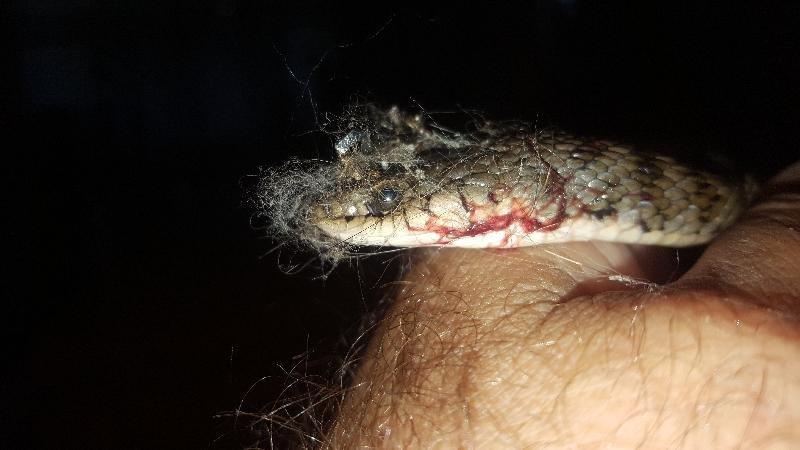 Keelback__Tropidonophis_mairii__051.jpg