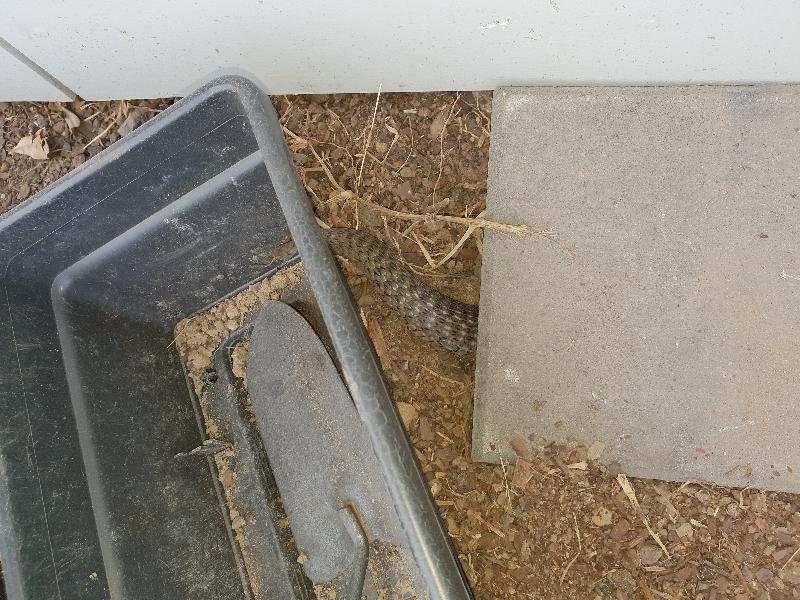 Keelback__Tropidonophis_mairii__052.jpg