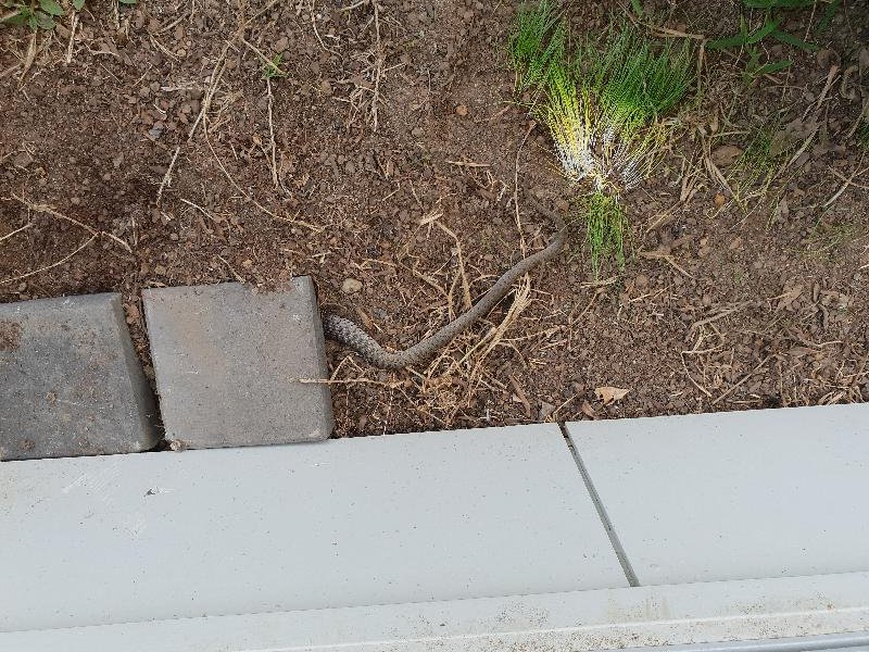 Keelback__Tropidonophis_mairii__054.jpg