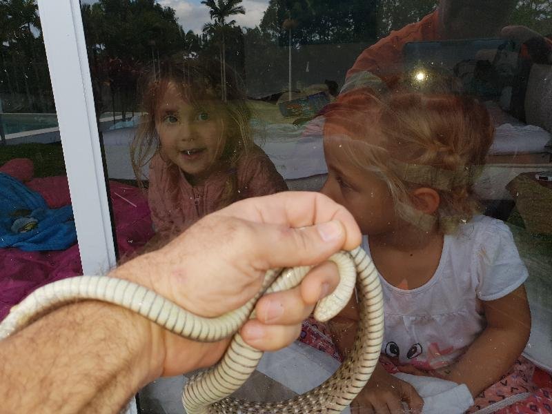 Keelback__Tropidonophis_mairii__056.jpg