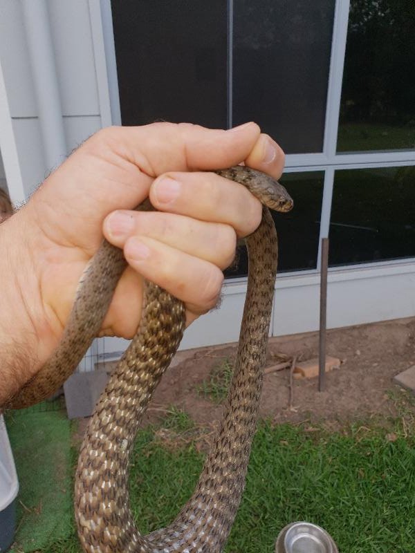 Keelback__Tropidonophis_mairii__057.jpg