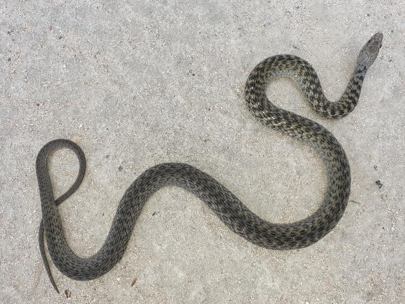 Keelback__Tropidonophis_mairii__062.jpg